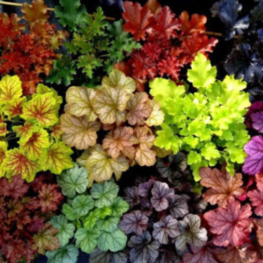 ALŪNĖ (Lot. Heuchera) - Pajūrio Gėlės - V. Stonkienės gėlininkystės ūkis