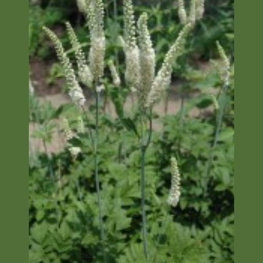 JUODŽOLĖ KEKINĖ (Blakėžudė) ( Lot.Actaea racemosa) - Pajūrio Gėlės - V. Stonkienės gėlininkystės ūkis