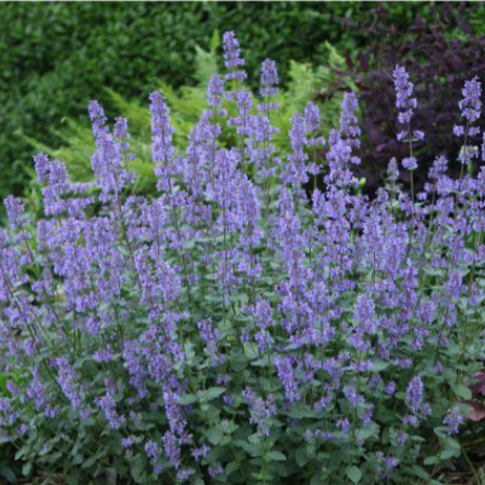 KATŽOLĖ  (Lot. Nepeta) - Pajūrio Gėlės - V. Stonkienės gėlininkystės ūkis