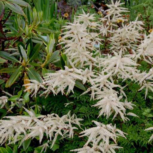 ARUNKAS KNEIFFII (Lot. Aruncus dioicus 'Kneiffii') - Pajūrio Gėlės - V. Stonkienės gėlininkystės ūkis