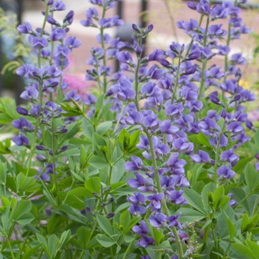 PIETINĖ BARŠKĖ (Lot. Baptisia australis) - Pajūrio Gėlės - V. Stonkienės gėlininkystės ūkis