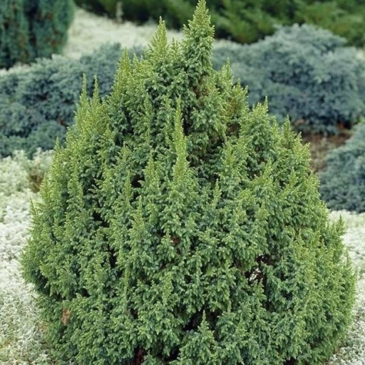 KADAGYS PINGII 'LODERI' (Lot. Juniperus pingii) - Pajūrio Gėlės - V. Stonkienės gėlininkystės ūkis