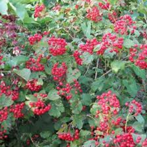 PUTINAS PAPRASTASIS (Lot. Viburnum opulus compactum ) - Pajūrio Gėlės - V. Stonkienės gėlininkystės ūkis