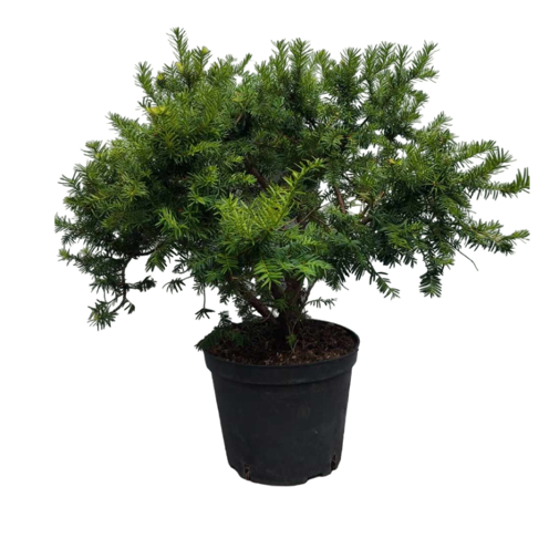 EUROPINIS KUKMEDIS DOVASTONIANA AUREA (Lot. Taxus baccata) - Pajūrio Gėlės - V. Stonkienės gėlininkystės ūkis