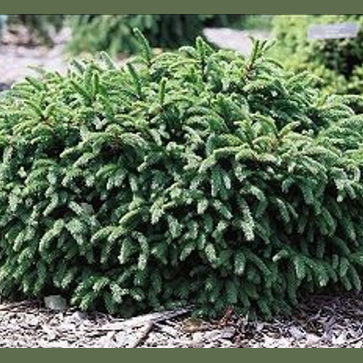 EGLĖ PAPRASTOJI PUMILA NIGRA  ( Lot. Picea abies) - Pajūrio Gėlės - V. Stonkienės gėlininkystės ūkis