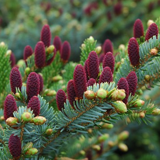 EGLĖ PAPRASTOJI ACROCONA ( Lot. Picea abies) - Pajūrio Gėlės - V. Stonkienės gėlininkystės ūkis