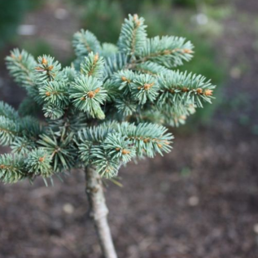 EGLĖ DYGIOJI GLAUCA WARTBURG (Lot. Picea pungens) - Pajūrio Gėlės - V. Stonkienės gėlininkystės ūkis