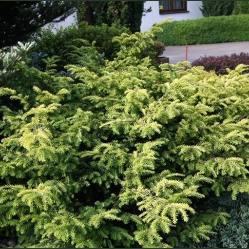 EUROPINIS KUKMEDIS ‘ELEGANTISSIMA’ ( Lot. Taxus baccata ) - Pajūrio Gėlės - V. Stonkienės gėlininkystės ūkis