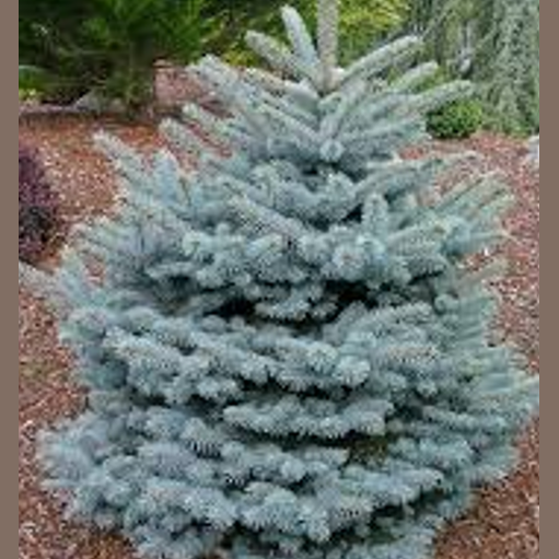 EGLĖ DYGIOJI MONTGOMERY  (Lot. Picea pungens) - Pajūrio Gėlės - V. Stonkienės gėlininkystės ūkis