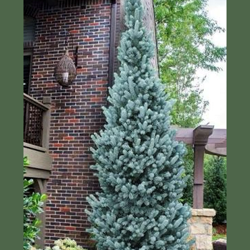 EGLĖ DYGIOJI 'BLUE TOTEM'  (Lot. Picea pungens) - Pajūrio Gėlės - V. Stonkienės gėlininkystės ūkis