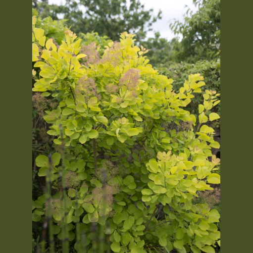 PŪKENIS EUROPINIS 
(Lot. Cotinus coggyria) - Pajūrio Gėlės - V. Stonkienės gėlininkystės ūkis