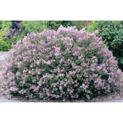 MEJERIO ALYVA ‘PALIBIN’ (Lot. Syringa meyeri 'Palibin') - Pajūrio Gėlės - V. Stonkienės gėlininkystės ūkis