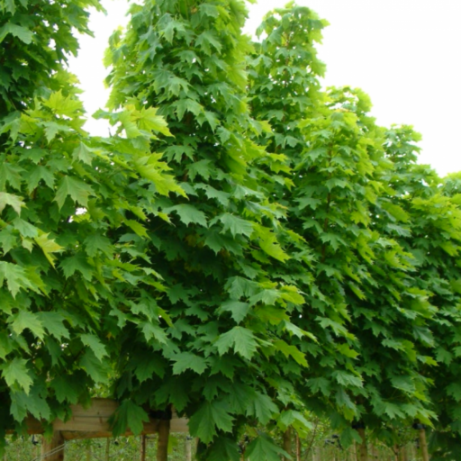 KLEVAS PAPRASTASIS (Lot. Acer platanoides columnare) - Pajūrio Gėlės - V. Stonkienės gėlininkystės ūkis