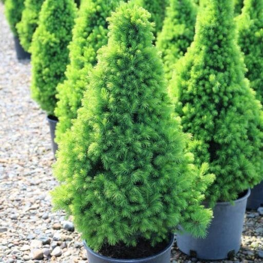 EGLĖ BALTOJI 'CONICA' (Lot. Picea glauca conica) - Pajūrio Gėlės - V. Stonkienės gėlininkystės ūkis