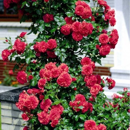 ROŽĖ ROSARIUM UETERSEN (Lot. Rosa) - Pajūrio Gėlės - V. Stonkienės gėlininkystės ūkis