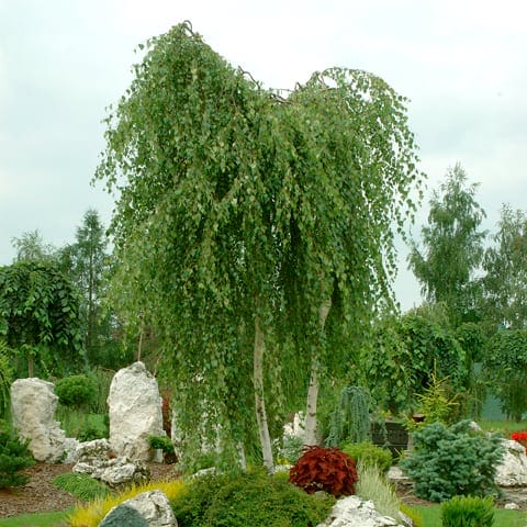 BERŽAS KARPOTASIS YOUNGII (Lot. Betula pendula) - Pajūrio Gėlės - V. Stonkienės gėlininkystės ūkis