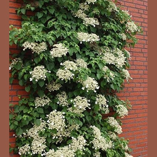 HORTENZIJA LAIPIOJANČIOJI MIRANDA (Lot. hydrangea anomala
miranda) - Pajūrio Gėlės - V. Stonkienės gėlininkystės ūkis