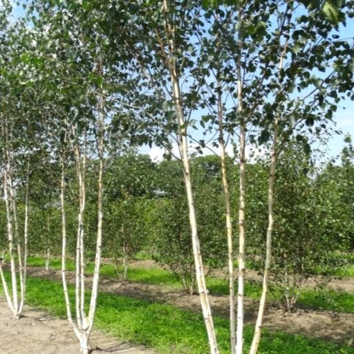 BERŽAS HIMALAJINIS 'DOORENBOS'  (Lot. Betula utilis) - Pajūrio Gėlės - V. Stonkienės gėlininkystės ūkis