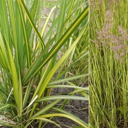 SMAILIAŽIEDIS LENDRŪNAS ( Lot. Calamagrostis acutiflora England) - Pajūrio Gėlės - V. Stonkienės gėlininkystės ūkis