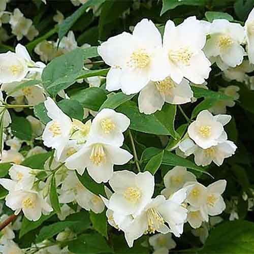 JAZMINAS (Lot. Philadelphus) - Pajūrio Gėlės - V. Stonkienės gėlininkystės ūkis