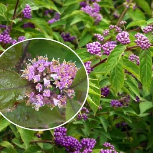 VAISUOLĖ AZIJINĖ  (Lot. Callicarpa bodinieri 'Imperial Pearl') - Pajūrio Gėlės - V. Stonkienės gėlininkystės ūkis