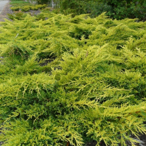 KADAGYS TARPINIS 'GOLD STAR' (Lot. Juniperus media gold star) - Pajūrio Gėlės - V. Stonkienės gėlininkystės ūkis