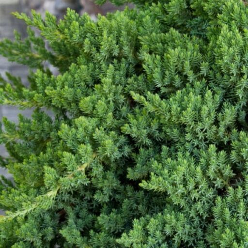 KADAGYS ŠLIAUŽIANTIS 'NANA' (Lot. Juniperus procumbens nana) - Pajūrio Gėlės - V. Stonkienės gėlininkystės ūkis