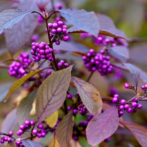 VAISUOLĖ AZIJINĖ PROFUSION ( Lot. Callicarpa bodinieri var. giraldii) - Pajūrio Gėlės - V. Stonkienės gėlininkystės ūkis