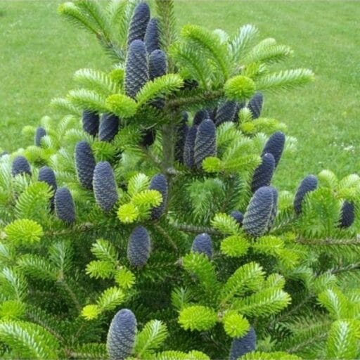 KĖNIS KORĖJINIS (Lot. Abies koreana) - Pajūrio Gėlės - V. Stonkienės gėlininkystės ūkis