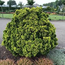 PUSKIPARISIS BUKASIS AURORA (Lot. Chamaecyparis obtusa) - Pajūrio Gėlės - V. Stonkienės gėlininkystės ūkis
