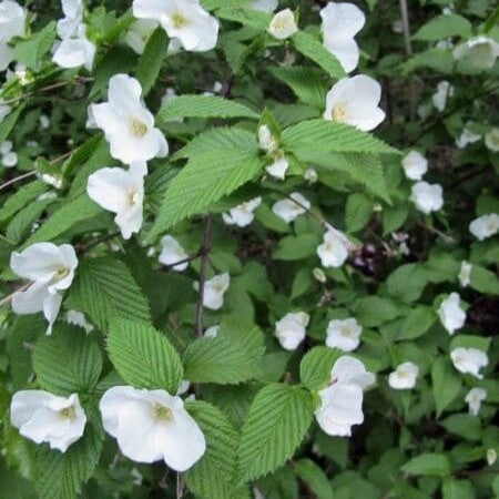 BALTAŽIEDIS ROŽAINIS (Lot. Rhodotypos scandens) - Pajūrio Gėlės - V. Stonkienės gėlininkystės ūkis