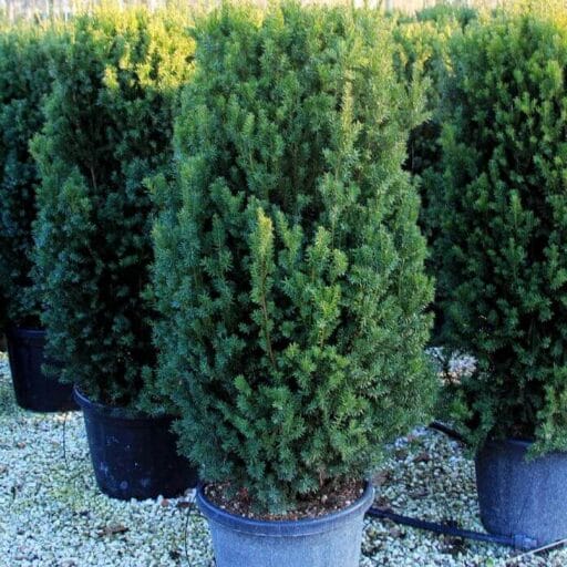 KUKMEDIS TARPINIS HILLI (Lot. Taxus media Hilli) - Pajūrio Gėlės - V. Stonkienės gėlininkystės ūkis