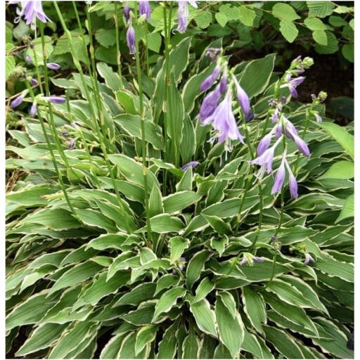 MELSVĖ (Lot. Hosta) - Pajūrio Gėlės - V. Stonkienės gėlininkystės ūkis