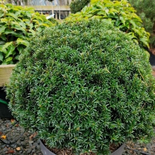 KUKMEDIS EUROPINIS (Lot. Taxus baccata) - Pajūrio Gėlės - V. Stonkienės gėlininkystės ūkis