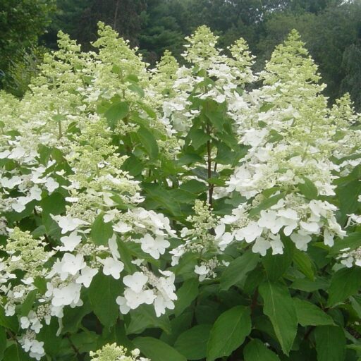 HORTENZIJA ŠLUOTELINĖ LEVANA 
(Lot. Hydrangea paniculata) - Pajūrio Gėlės - V. Stonkienės gėlininkystės ūkis