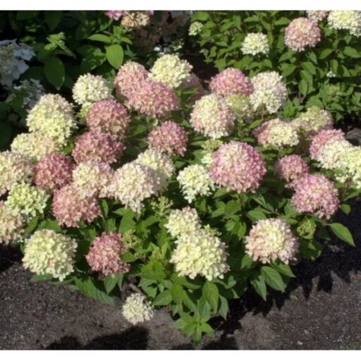 HORTENZIJA ŠLUOTELINĖ LITTLE LIME
(Lot. Hydrangea paniculata) - Pajūrio Gėlės - V. Stonkienės gėlininkystės ūkis
