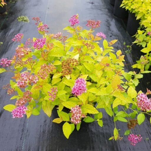 LANKSVA JAPONINĖ GOLDEN PRINCES
(Lot. Spiraea japonica golden princes) - Pajūrio Gėlės - V. Stonkienės gėlininkystės ūkis