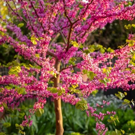 CERSIS KANADINIS ACE OF SPADES
 (Lot. Cercis canadensis ‘Ace of Spades’) - Pajūrio Gėlės - V. Stonkienės gėlininkystės ūkis