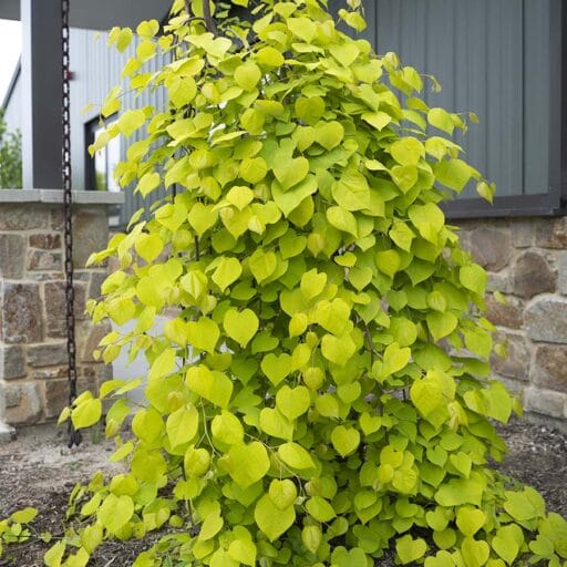 CERSIS KANADINIS GOLDEN FALLS (Lot. Cercis canadensis) - Pajūrio Gėlės - V. Stonkienės gėlininkystės ūkis