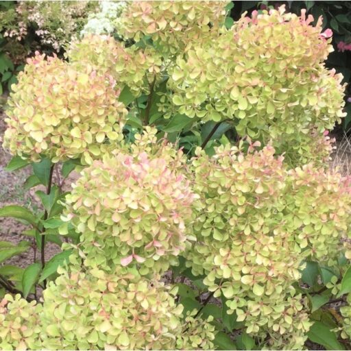 HORTENZIJA ŠLUOTELINĖ ROMANTIC ACE
(Lot. Hydrangea paniculata) - Pajūrio Gėlės - V. Stonkienės gėlininkystės ūkis