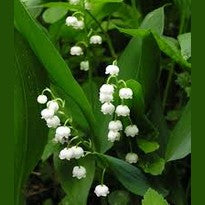 PAPRASTOJI PAKALNUTĖ (Lot. Convallaria majalis) - Pajūrio Gėlės - V. Stonkienės gėlininkystės ūkis