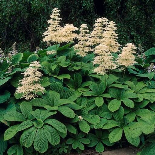 KAŠTONLAPĖ RODŽERSIJA (Lot. Rodgersia aesculifolia) - Pajūrio Gėlės - V. Stonkienės gėlininkystės ūkis