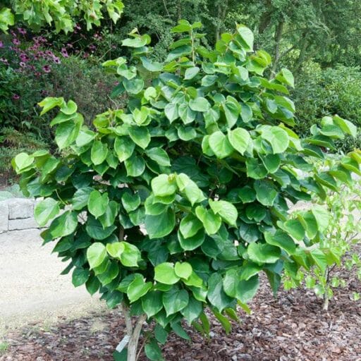 CERCIS KININIS 'AVONDALE' (Lot. Cersis chinensis) - Pajūrio Gėlės - V. Stonkienės gėlininkystės ūkis