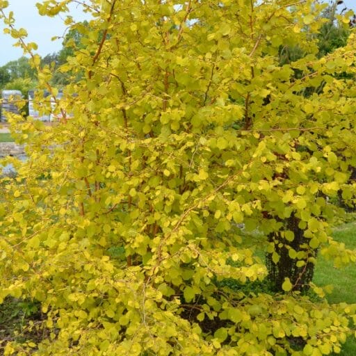 LAZDYNAS PAPRASTASIS AUREA (Lot. Corylus avellana aurea) - Pajūrio Gėlės - V. Stonkienės gėlininkystės ūkis