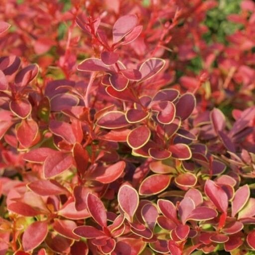 RAUGERŠKIS (Lot. berberis) - Pajūrio Gėlės - V. Stonkienės gėlininkystės ūkis