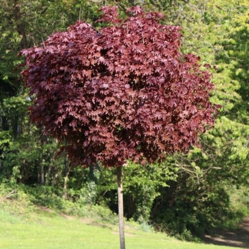 KLEVAS PAPRASTASIS 'CRIMSON SENTRY' (Lot. Acer platanoides) - Pajūrio Gėlės - V. Stonkienės gėlininkystės ūkis