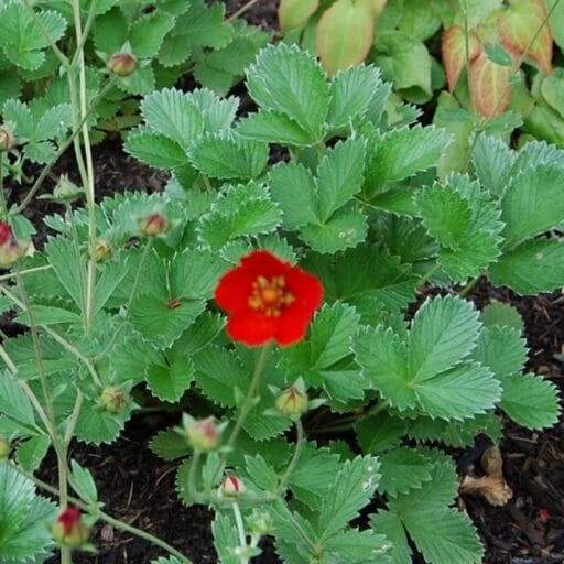 SIDABRAŽOLĖ (Lot. Potenttilla atroosnguinea) - Pajūrio Gėlės - V. Stonkienės gėlininkystės ūkis