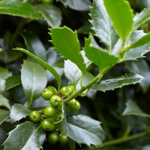 ILEKSAS  (Lot. Ilex meserveae Heckenstar) - Pajūrio Gėlės - V. Stonkienės gėlininkystės ūkis