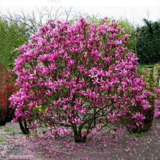 MAGNOLIJA SUSAN (Lot. Magnolia Susan) - Pajūrio Gėlės - V. Stonkienės gėlininkystės ūkis