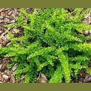 RAUGERŠKIS GREEN CARPET (Lot. Berberis thunbergii) - Pajūrio Gėlės - V. Stonkienės gėlininkystės ūkis